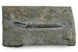 Fossil Belemnite (Youngibelus) Rostrum - Germany #354202-1